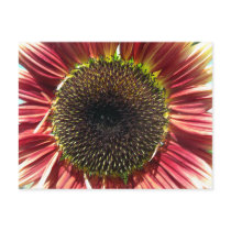 Sunflower Closeup Postcards