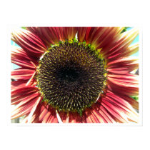 Sunflower Closeup Print / Poster