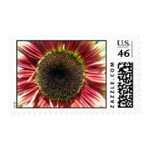 Sunflower Closeup Stamps