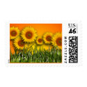 Sunflower Dawn Postage Stamp