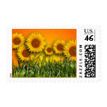 Sunflower Dawn Postage Stamp