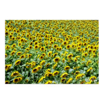 Sunflower Delight posters