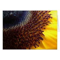 Sunflower Detail cards by peterspooner Sunflower Detail cards