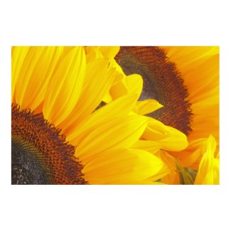 Sunflower Duet Poster print