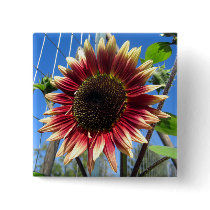 Sunflower Fence Buttons