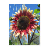 Sunflower Fence Postcard