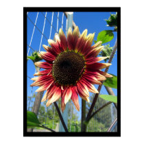 Sunflower Fence Print / Poster