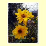 Sunflower Fence Print posters