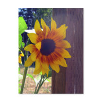 Sunflower Fencepost Postcard