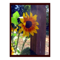 Sunflower Fencepost Print / Poster