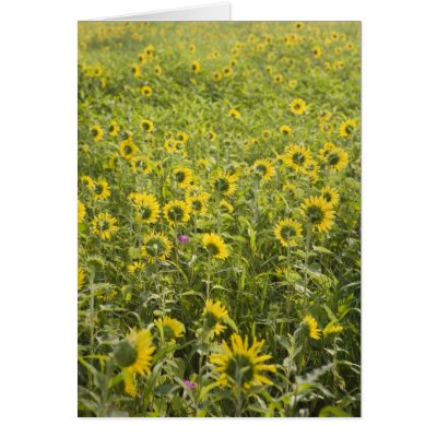 Sunflower Field Cards by brian_nolan