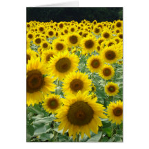 Sunflower Field Card