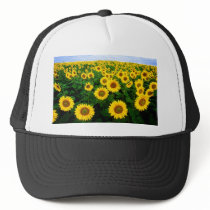 Sunflower Field hats