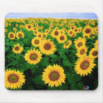 Sunflower Field mousepads by clarachandler Sunflower Field mousepads