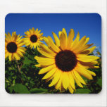 Sunflower Field Mousepad