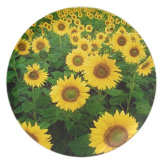 sunflower field plate