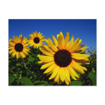 Sunflower Field Postcard