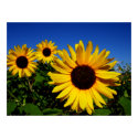 Sunflower Field Poster posters