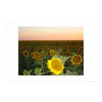 Sunflower Field posters
