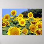 Sunflower Field poster