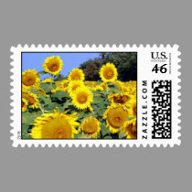 Sunflower field stamp
