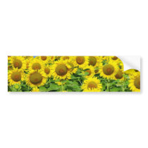 Sunflower Fields bumper stickers