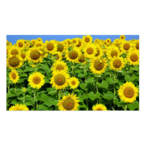 Sunflower Fields Business Card Template