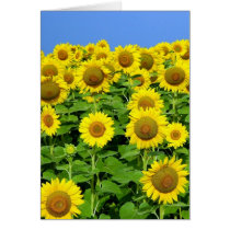 Sunflower Fields Greeting Card