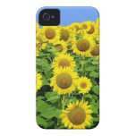 Sunflower Fields iPhone 4 Cover
