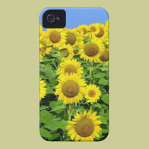 Sunflower Fields casemate cases