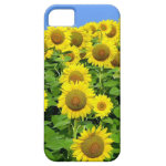 Sunflower Fields iPhone and iPad Cases