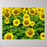 Sunflower Fields Posters