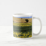 Sunflower fields, Tuscany, Italy Coffee Mugs