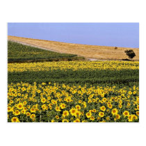 Sunflower fields, Tuscany, Italy  flowers postcards