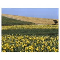 Sunflower fields, Tuscany, Italy Flyer Design