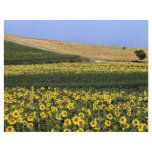 Sunflower fields, Tuscany, Italy Flyer Design