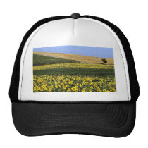 Sunflower fields, Tuscany, Italy hats