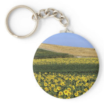 Sunflower fields, Tuscany, Italy Keychains