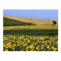 Sunflower fields, Tuscany, Italy postcards