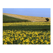 Sunflower fields, Tuscany, Italy Postcard