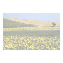 Sunflower fields, Tuscany, Italy Stationery Paper