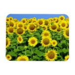 Sunflower Fields Vinyl Magnet
