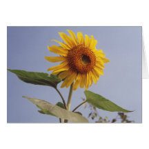 Sunflower Flower Note Card