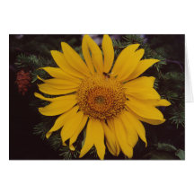 Sunflower Flower Note Card