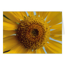 Sunflower Flower Note Card