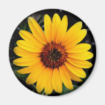 Sunflower Fridge Magnet