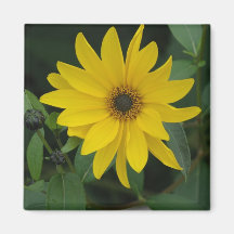 Sunflower Fridge Magnets
