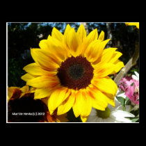 Sunflower & Friends Bouquet - Postcard postcards