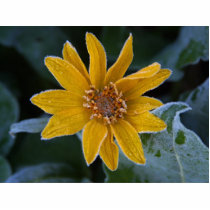 Sunflower Frost photo sculptures