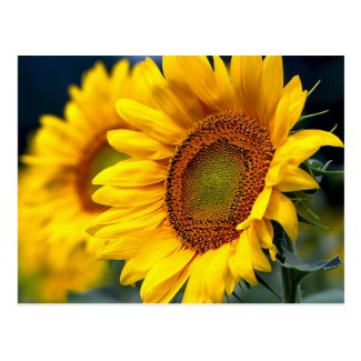 Sunflower Garden Blank Greeting Post Card